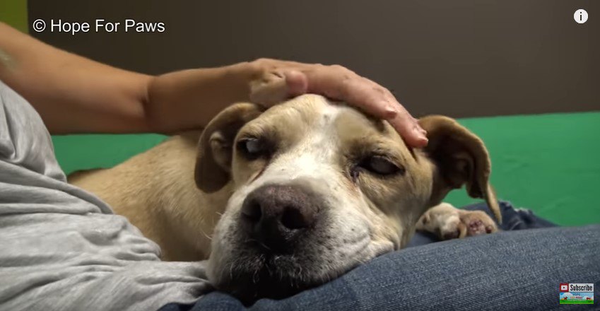 人のひざに頭をのせる犬