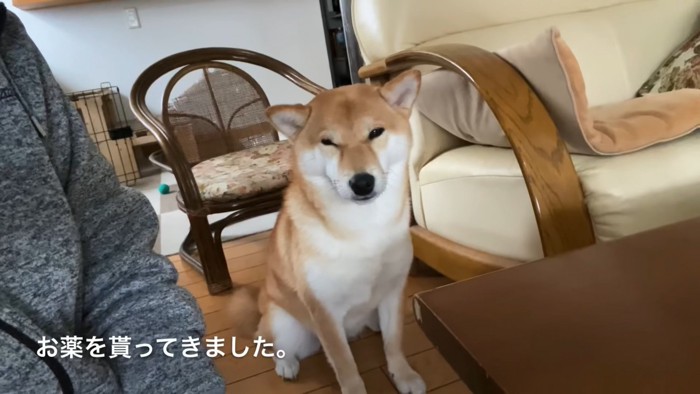 座る犬