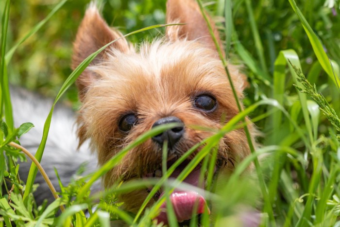 草むらを走り回る犬