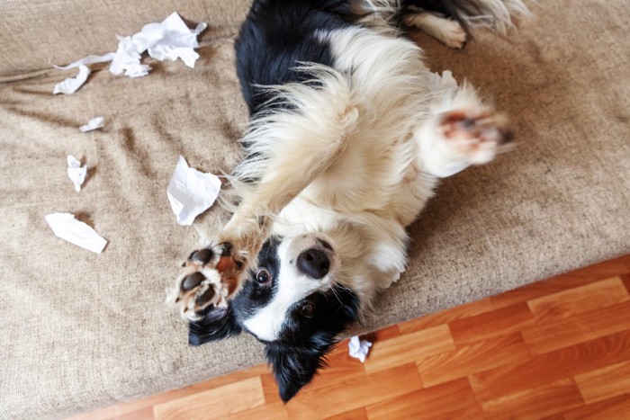 部屋に寝転ぶ悪戯した犬