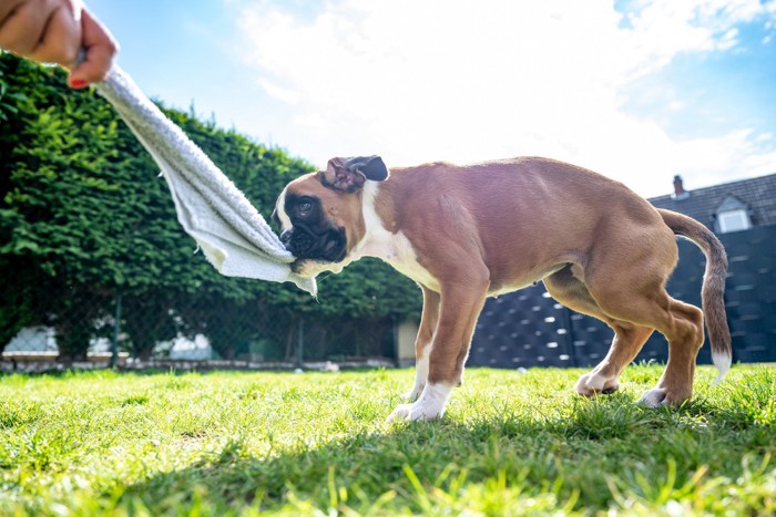 タオルを引っ張る犬