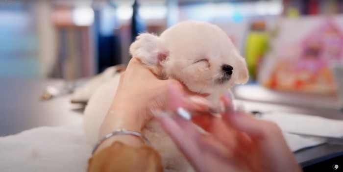 顔周りをカットされるトイプードルの子犬