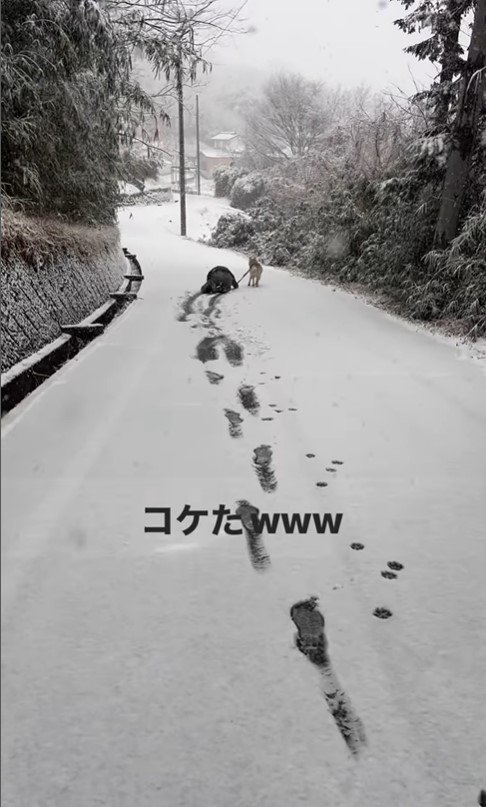 初雪ではしゃぎすぎた結果5