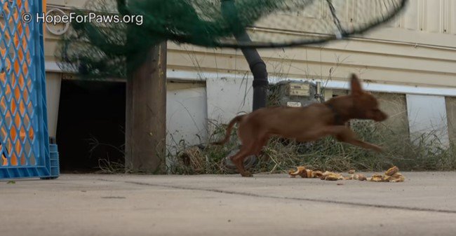 床下から飛び出した犬