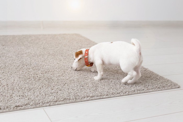ラグのにおいを嗅ぐジャックラッセルテリアの子犬