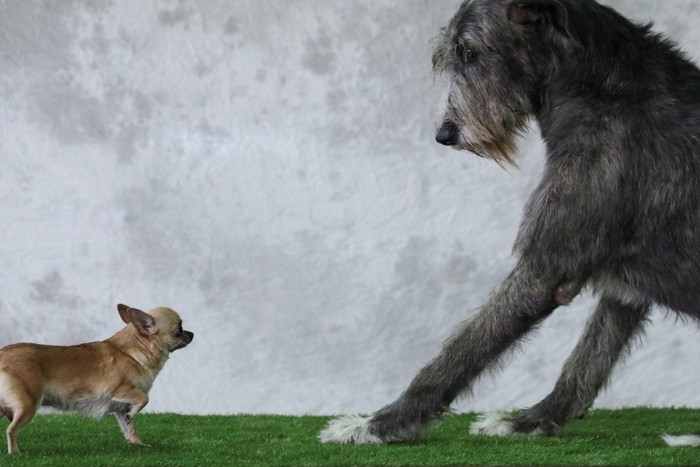 小さな犬と大きな犬