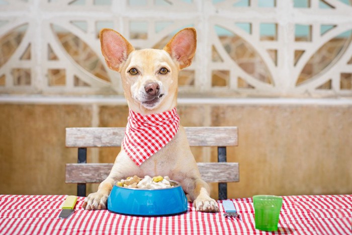 ドッグフードを食べる犬