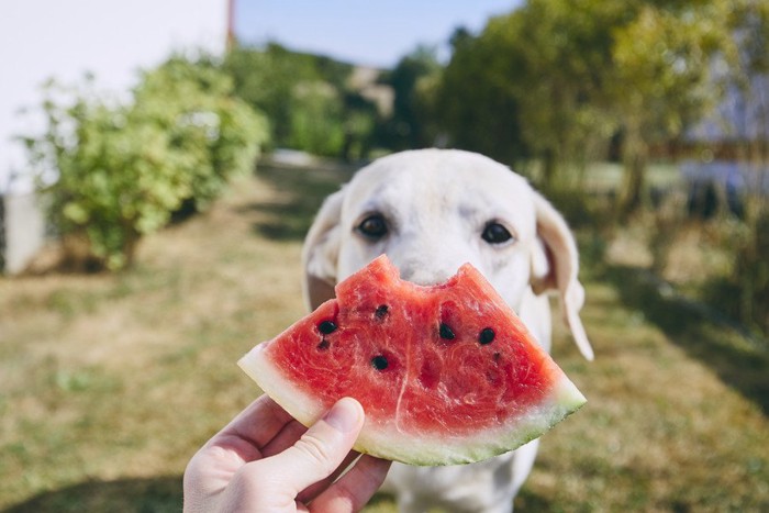 スイカを食べる犬