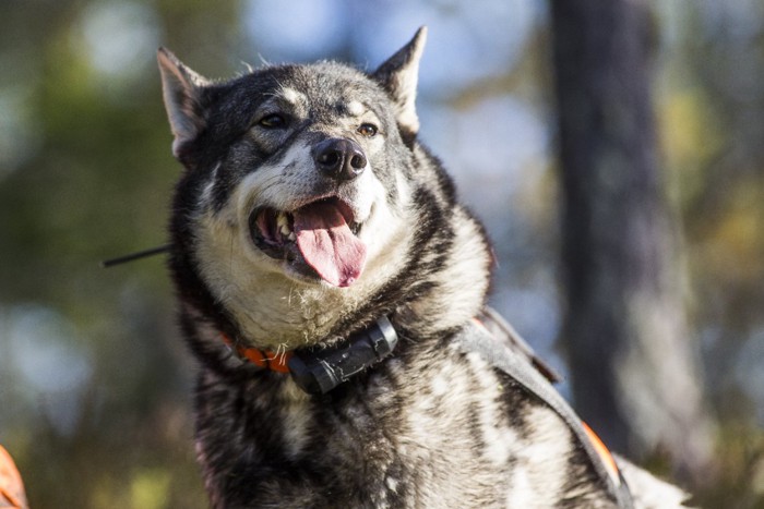 猟犬種スウェーディッシュエルクフンド