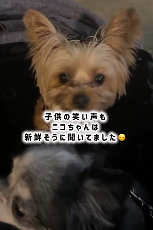 見つめる犬