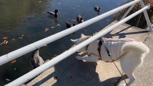 白いガードの下から池を覗き込む犬