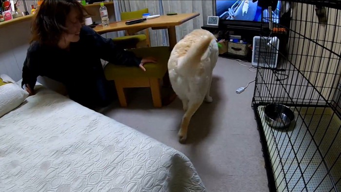 耳掃除を嫌がるきなこちゃん3