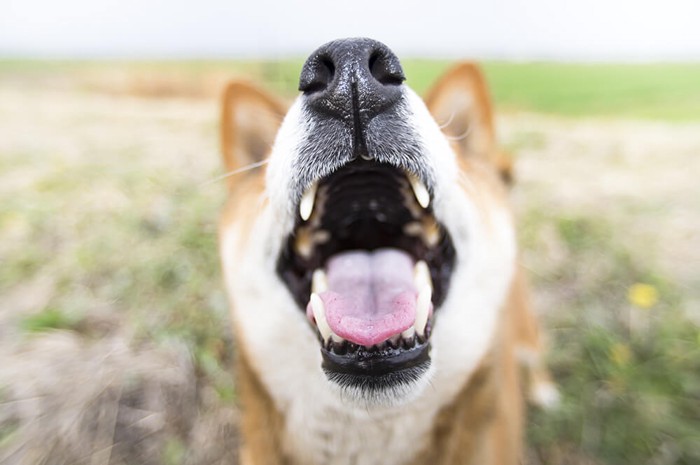 吠えている柴犬