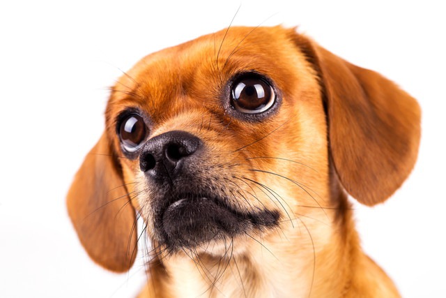 見上げる茶色の小型犬