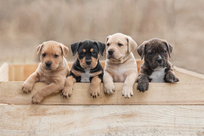 子犬たち