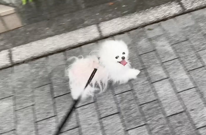 笑顔で道を歩く犬