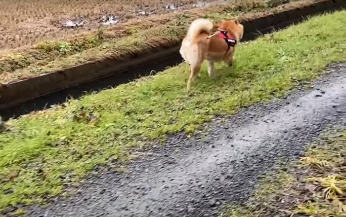 歩く犬の後ろ姿