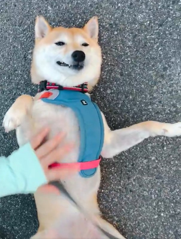うっとりするはなこちゃん