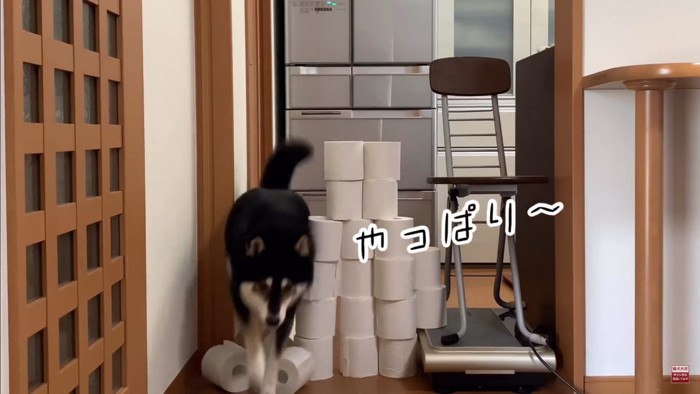 大河くんのトイレットペーパーチャレンジ9