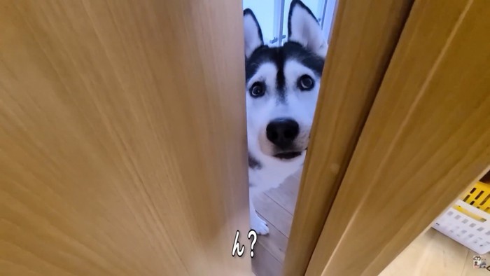 部屋を覗き込むはっちゃん
