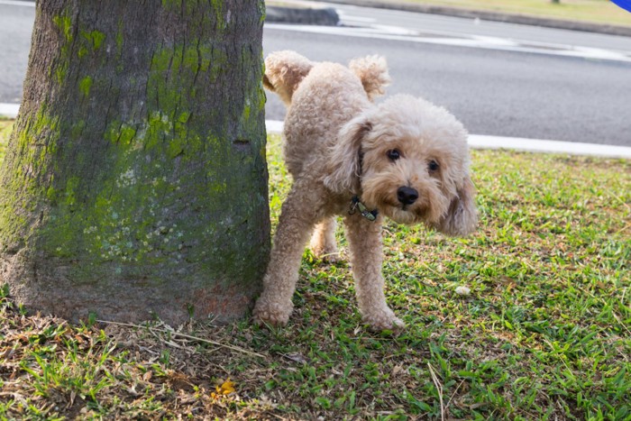 おしっこをする犬