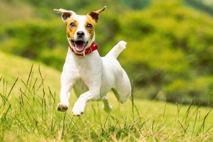 草原を走る犬