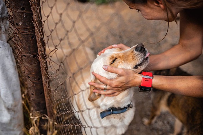 保護犬を撫でる女性