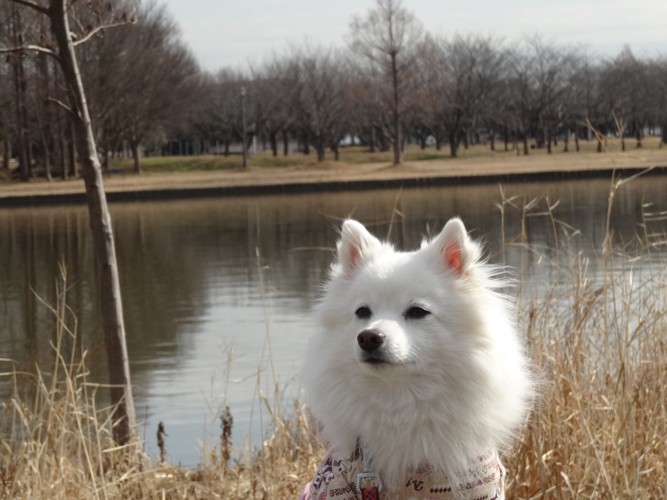 水辺の前の犬