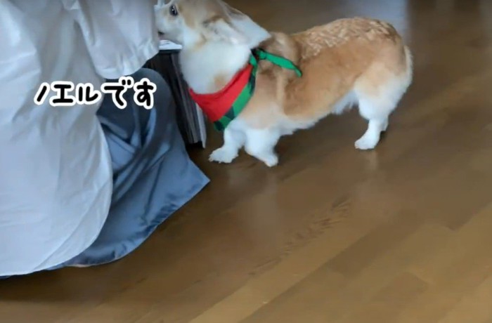 ノエルですという犬