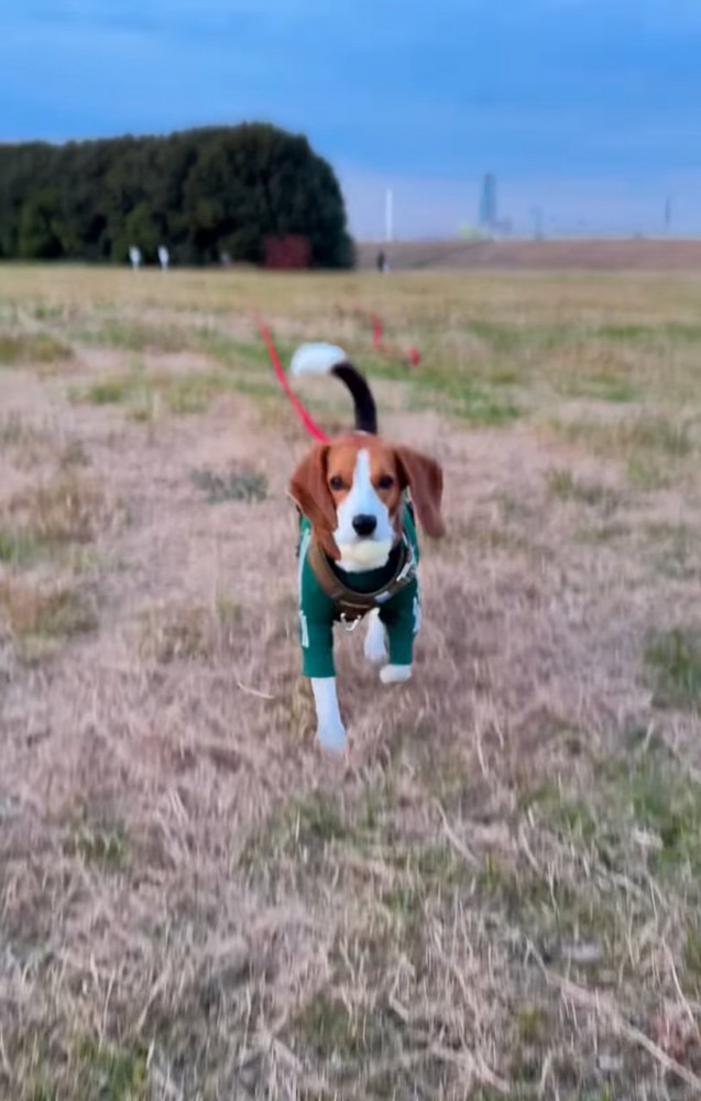 駆け寄ってくる犬