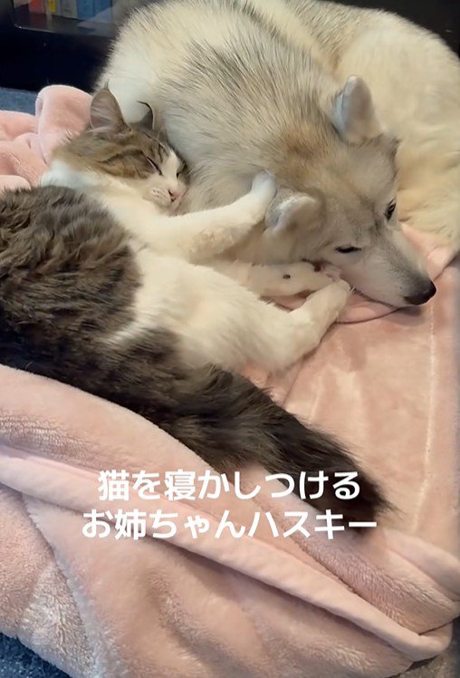 ローズちゃんとロイくんのお昼寝2