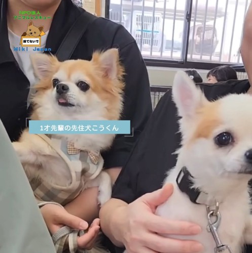 まさかの先輩犬が！！