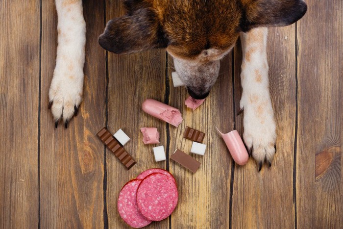 犬に危険な食べ物