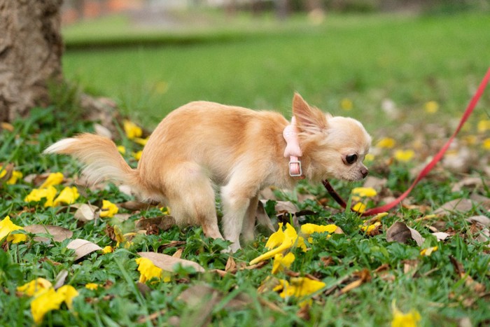 ウンチしている犬