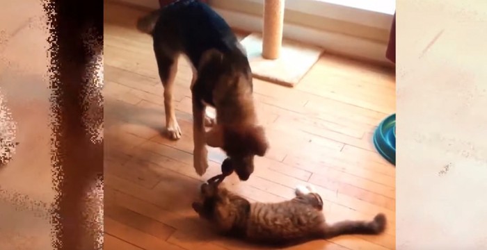 おもちゃで遊ぶハスキー犬とキジトラ猫