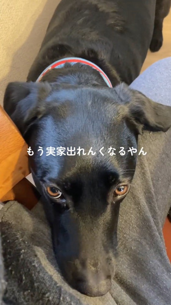 女性の左足の上にあごを乗せる犬