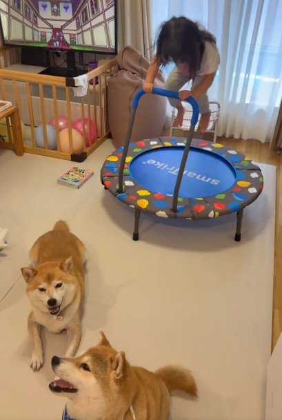 遊ぶ姪っ子ちゃんと柴犬たち