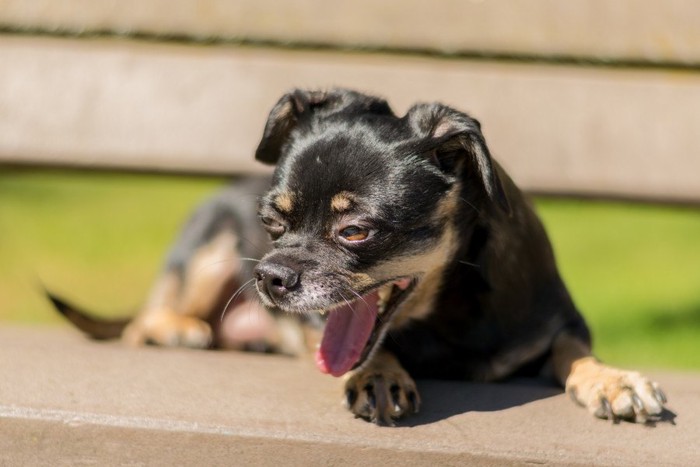 舌を出す犬