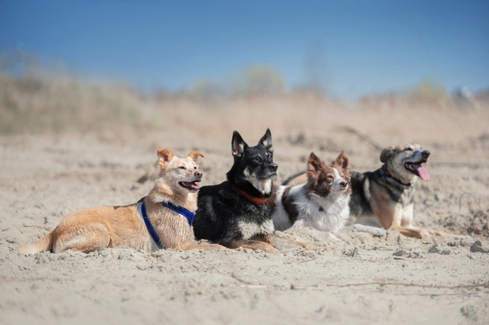 順位付けされている犬