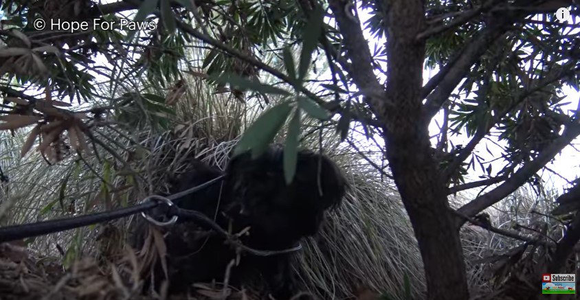 茂みにかくれる犬