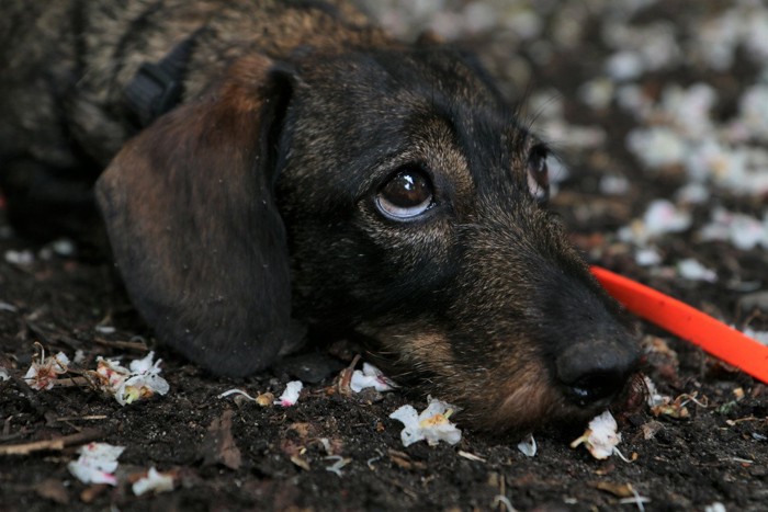 怖がる犬