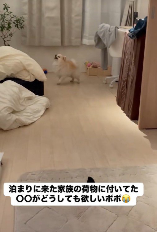 何かを訴えるように鳴いています