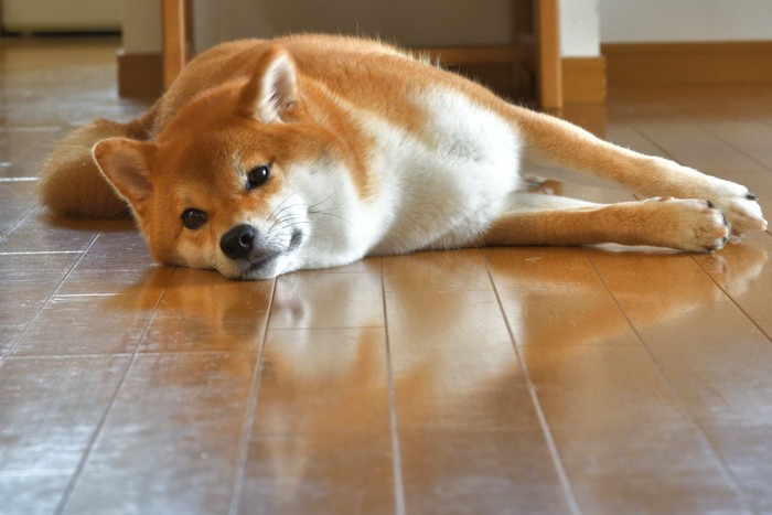 寝転んで見つめる柴犬