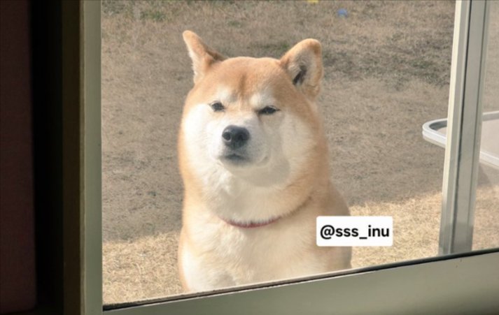 柴犬