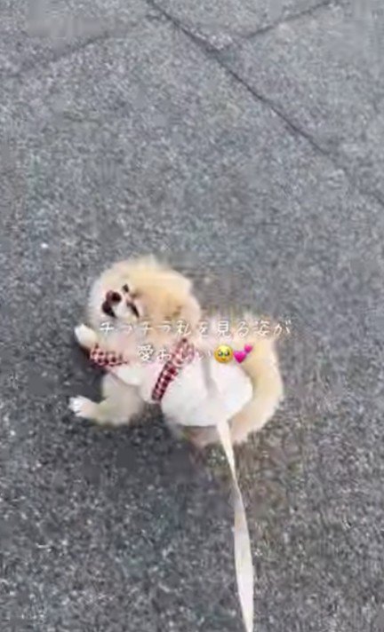 いつも全力疾走だよ！！