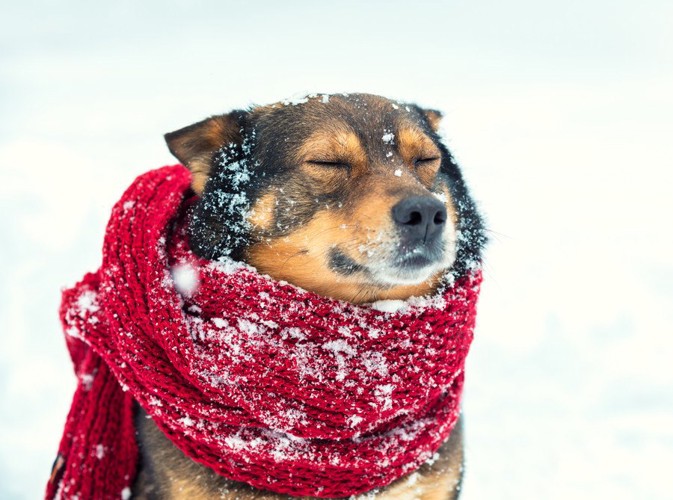 雪の中でマフラーを巻いている犬