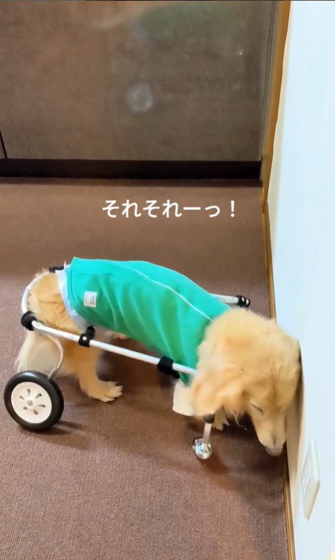 車いすで方向転換するまふぃん君8