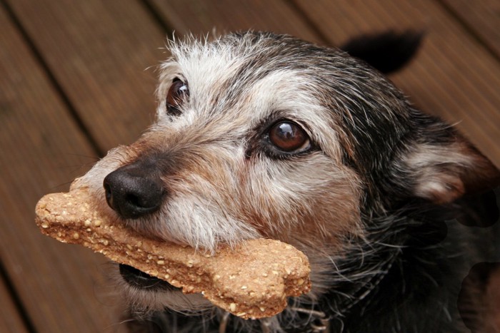 クッキーをくわえた小型犬