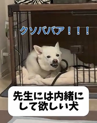 牙を見せて怒る犬