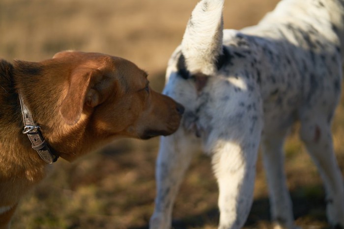 白黒の犬のお尻を嗅ぐ茶色の犬